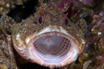 Whether this scorpionfish is yawning or yelling, I'm not ... by Erin Quigley 